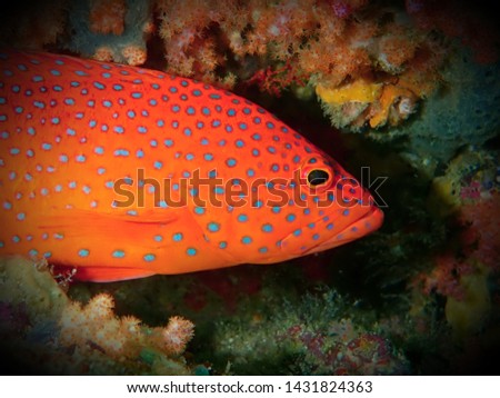 Fish of Inindian ocean photo