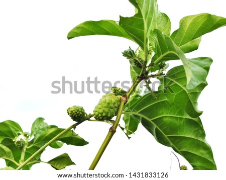 Mengkudu or Noni fruit or Morinda Citrifolia on tree isolated on white background. Herb fruit for health