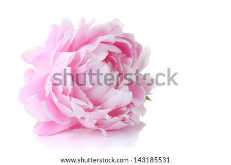Beautiful pink peony on a white background