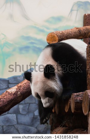 Panda and logs on the background of the picture of the mountains.. Cute young Chinese panda 