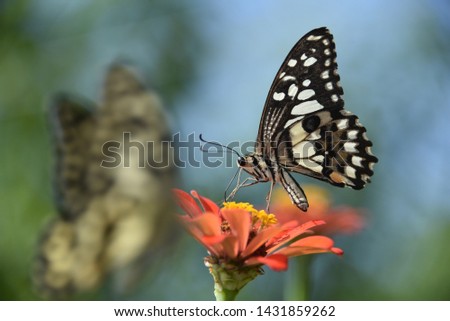 Butterflies fly on colorful flowers.
