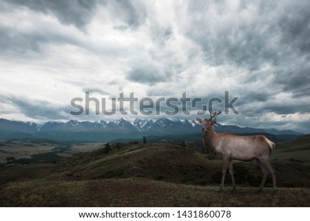 Maral deer in Kurai steppe and North-Chui ridge of Altai mountains, Russia. Cloud day. Panoramic picture