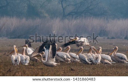 Great Rose White Pelican enjoying Misty Winter Morning at Bharatpur