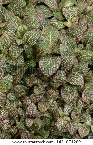 Fittonia albivenis nerve plant foliage with red veins. Psychoactive tropical plant leaves background.