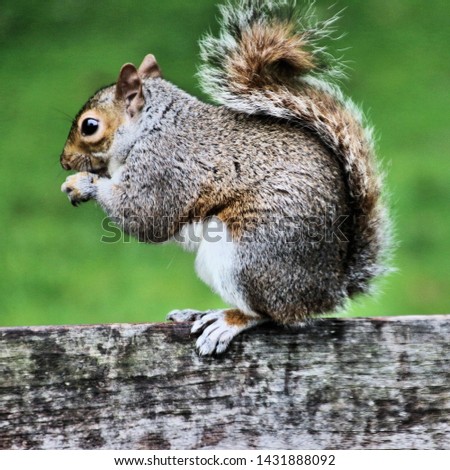 A picture of a Grey Squirrel
