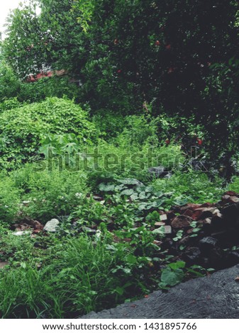 Picture of forest or garden on a rainy day
