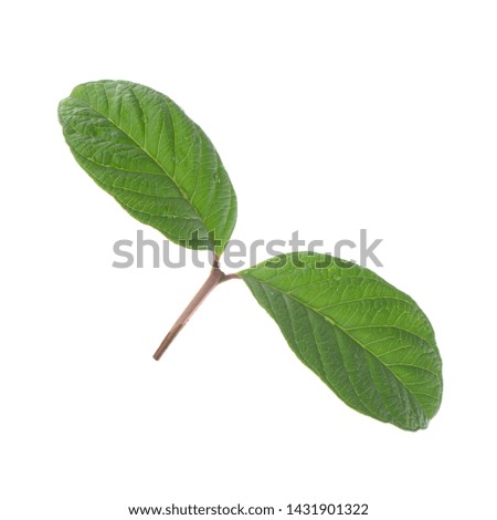 two leaves of guava isolated on white background
