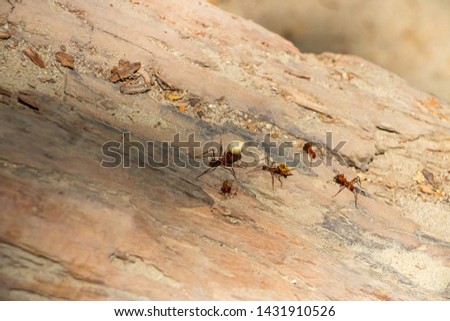 
Ants working in the tropics of South America