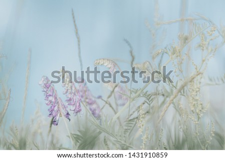 Gentle blue flowers Vicia cracca (tufted, cow, bird, blue, boreal vetch) Light nature blurred background toned with pastel color beige and cool muted hues. Light style.