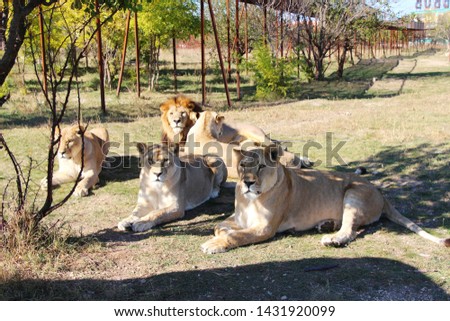 Pride of lions. A lion with a magnificent mane and a few lionesses lies on the ground and rests. Africa, travel, tourism, nature, safari, animals and wildlife concept.
