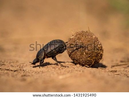 Dung beetle with a decent sized dung ball Royalty-Free Stock Photo #1431925490