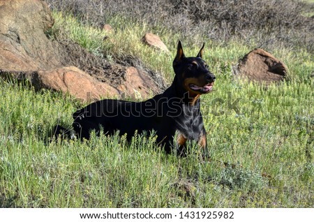 This is a picture of a dog named Casey, a beautiful doberman that I had the pleasure of meeting one sunny morning on Colorado's Green Mountain, shortly after a sunrise photo shoot. 
