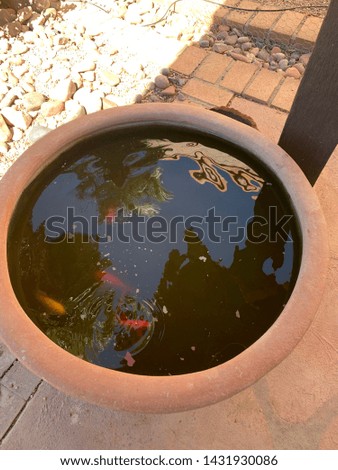 Goldfish in clay fish bowl on desert patio