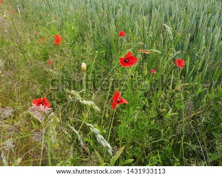 Poppies in South Staffordshire field 