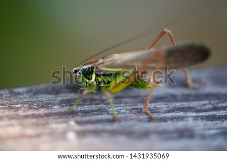 grasshopper on the macro Board