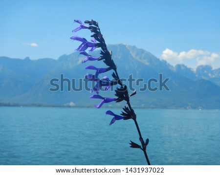 Purple blooming and blossoming flower facing Alpine peaks in Switzerland near Montreux on the shores of Lake Geneva