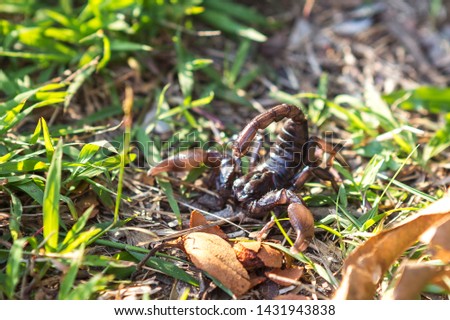 black scorpion on the grass