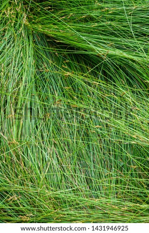 Nature background of green sedge grasses in pattern and texture
