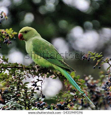 A picture of a Green Parakeet in London