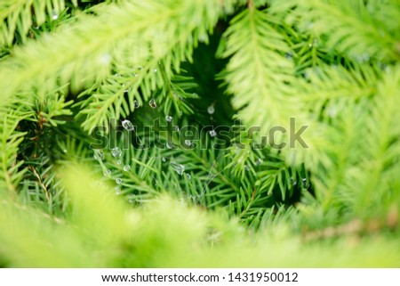 Fir trees close up. many branches. beautiful nature