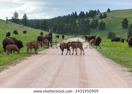 A family of bison with spring babies walking along a dirt road in the prairie setion of Custer State Park, South Dakota.