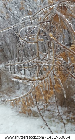 This is a picture of an ice-covered branch with leaves in the winter in Maryland. The branch and leaves are covered in ice after a storm.