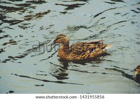 Brown beautiful duck swims in a clear water in a pond