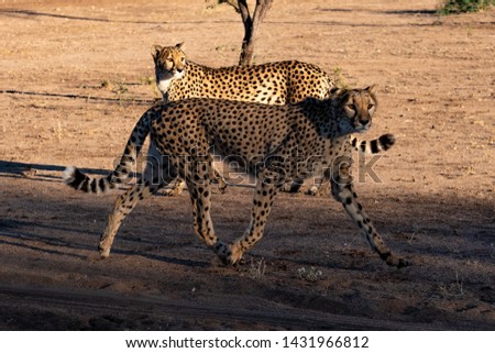 The cheetah (Acinonyx jubatus) is a large cat of the subfamily Felinae. It inhabits a variety of mostly arid habitats like dry forests, scrub forests, and savannah. Namíbia, Africa.