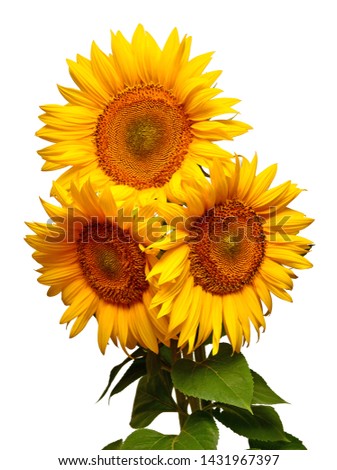 Sunflowers bouquet with leaves isolated on white background. Sun symbol. Flowers yellow, agriculture. Seeds and oil. Flat lay, top view. Bio. Eco. Creative