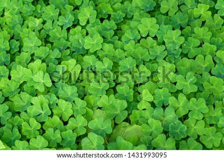 Nature background of Oxalis, shamrocks, growing in woodlands, pattern and texture in green

