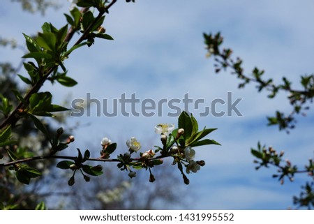 Flowers between swollen green buds on a branch of a cherry tree!!