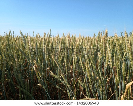 Spikelets of green wheat in a field against a blue sky.