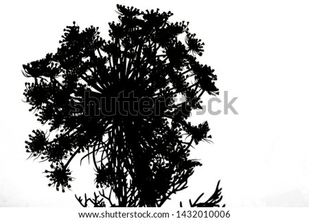 A close-up silhouette of a Yarrow plant (Achillea millefolium)
