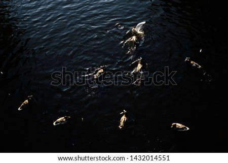 ducks and gulls swim in the pond and eat bread