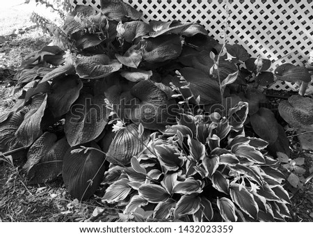 Black and White Outside Plant Combination