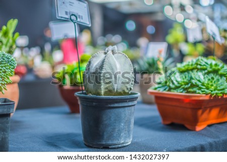 small pot vase with a small cactus plant