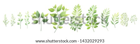Green leaves set isolated on white background. Vector illustration.