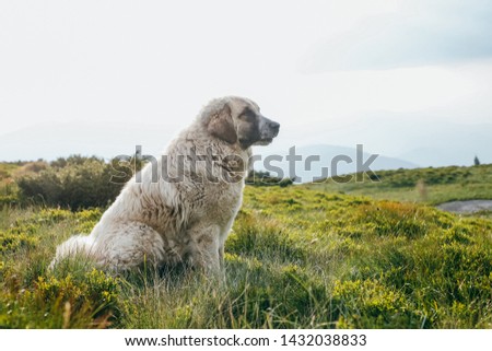 Dog sitting on the green hill in summer 