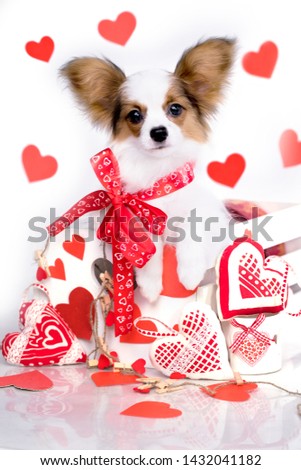 Beautiful young male dog Continental Toy Spaniel Papillon on a white background