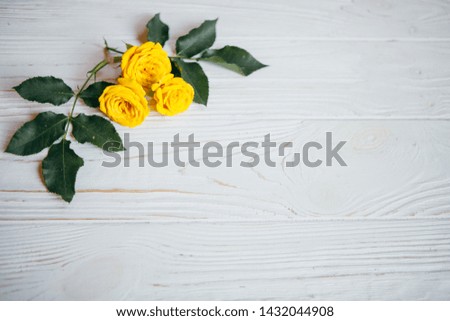 Yellow roses on a white background. Summer concept
