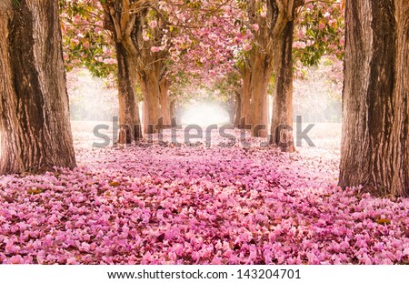 The romantic tunnel of pink flower trees Royalty-Free Stock Photo #143204701