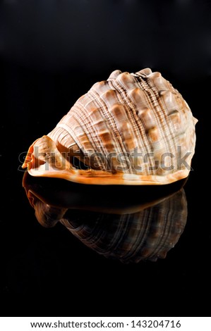 Isolated sea shell on black background