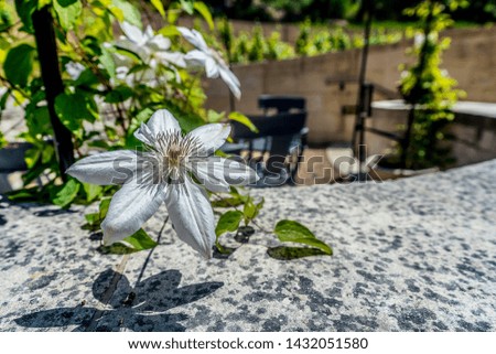 A flower growing off a vine on a stone wall around a patio outside in the sun. 