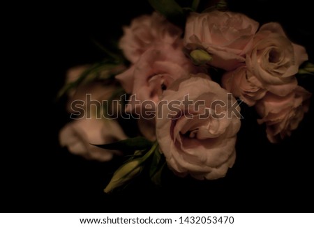 bunch of pale-rose roses on a dark background