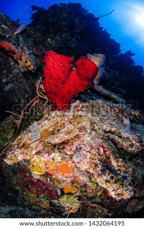 colorful sunburst coral reef Caribbean 