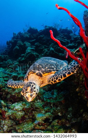 sunburst sea turtle scuba diver