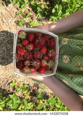 Strawberries pick your own at farm fun day early summer hot day