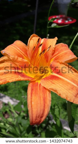 beautiful orange tiger lily bloom 