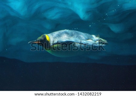 Cute Penguin diving underwater, underwater view .