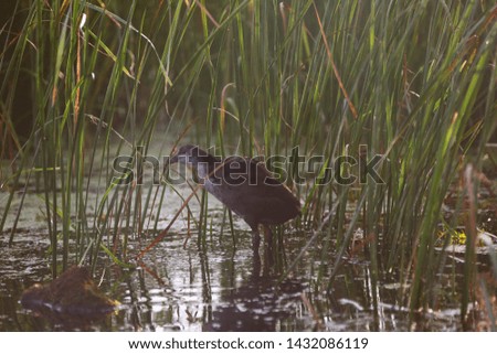 Eurasian common moorhen in Danube Delta